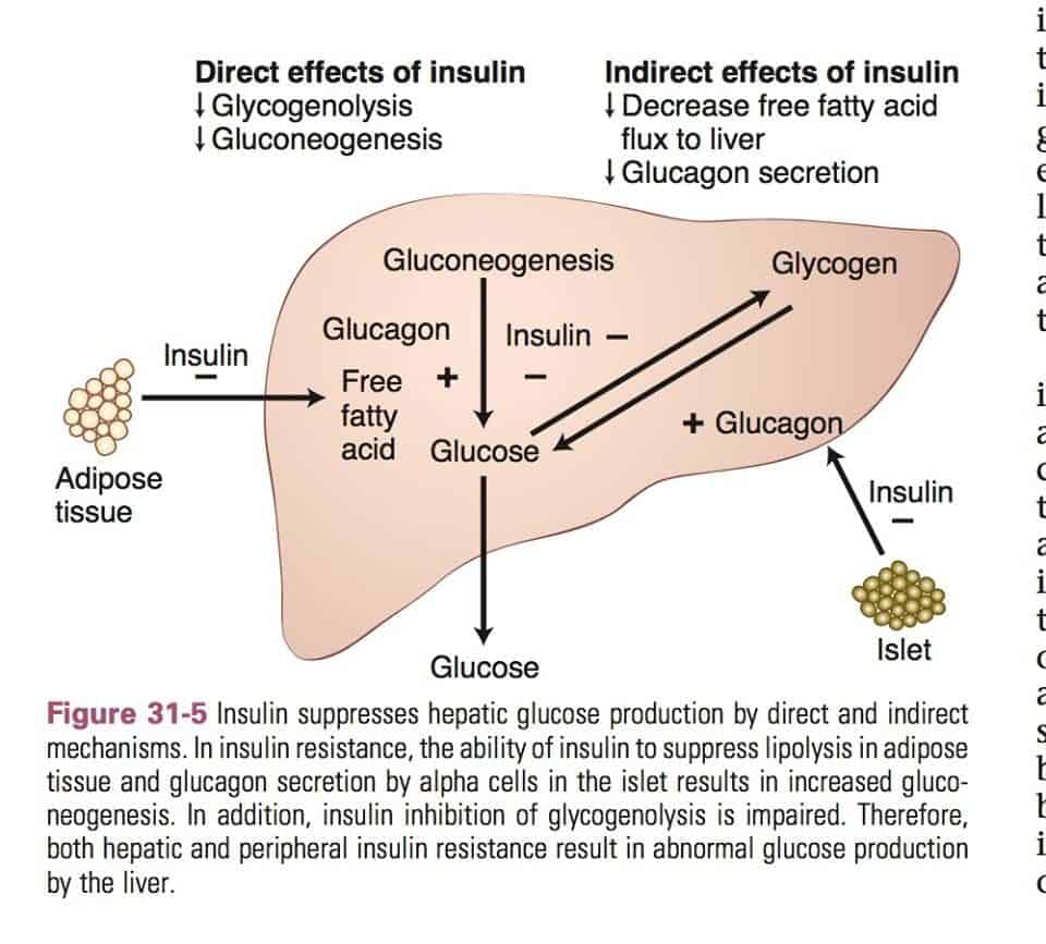 Effect of insulin on liver the low carb healthy fat dietitian